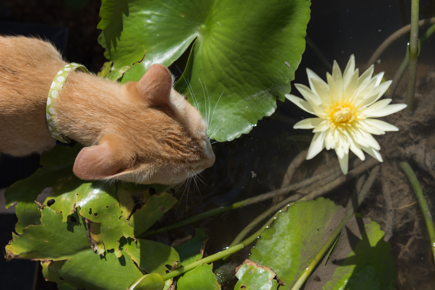 10 Toxic Houseplants That Endanger Cats