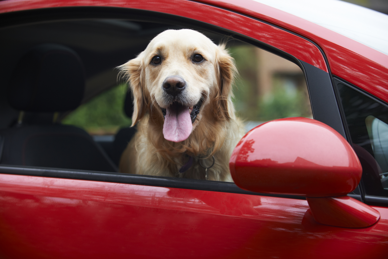 Tips to Make Traveling With Pets Easier