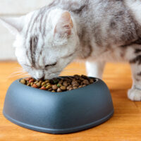 Top Tips for Buying Healthy Cat Treats