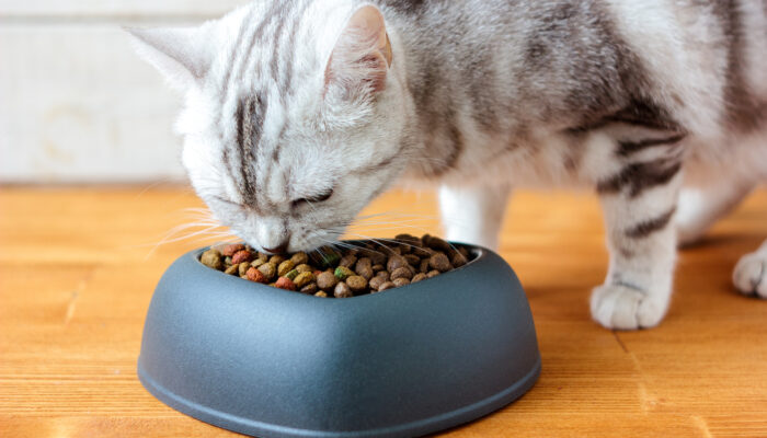 Top Tips for Buying Healthy Cat Treats