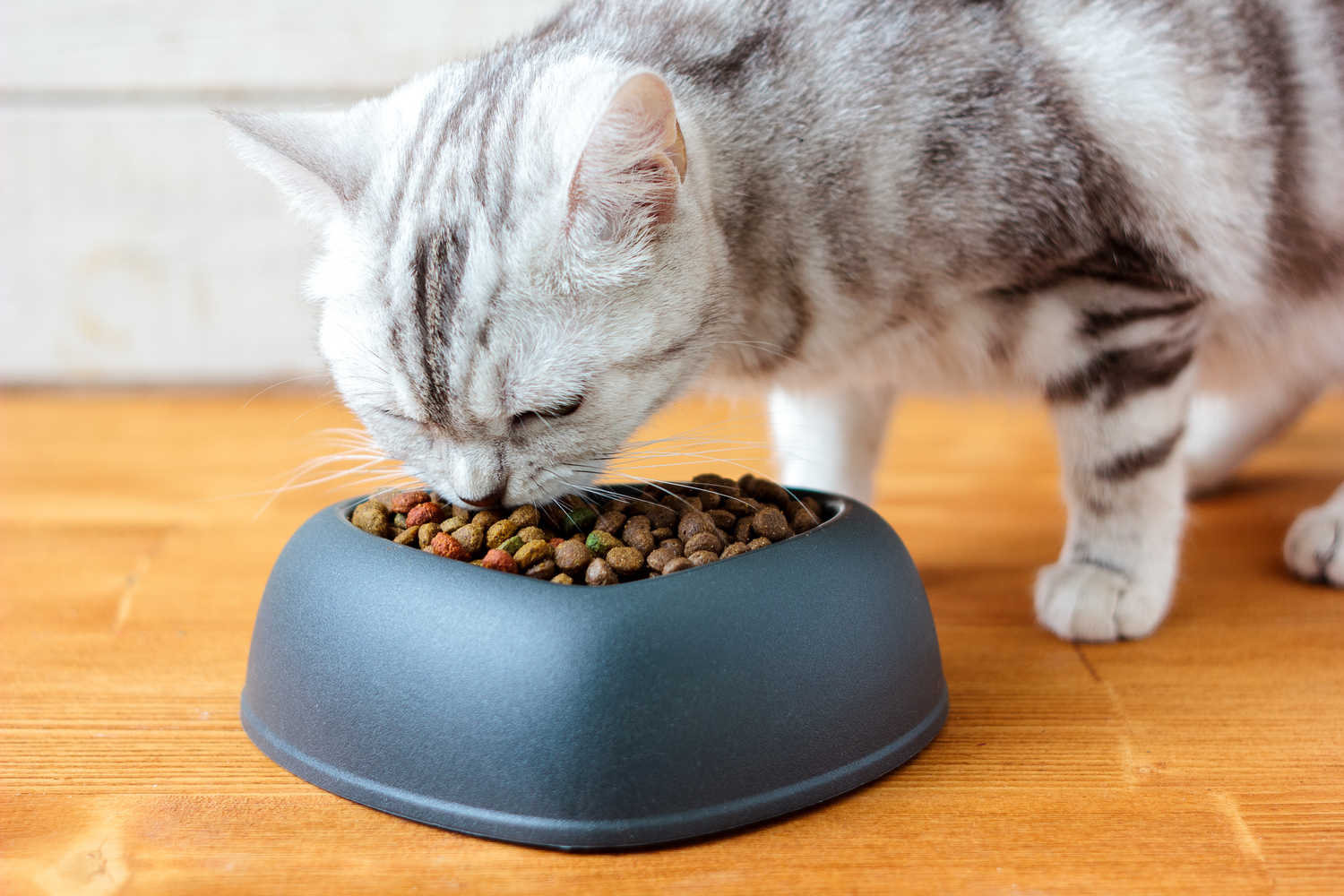 Top Tips for Buying Healthy Cat Treats