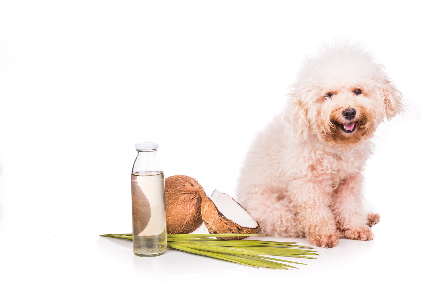 What to Know About Essential Oils and Pets