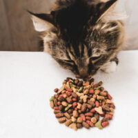 Food Allergies in Pets: Symptoms and Triggers