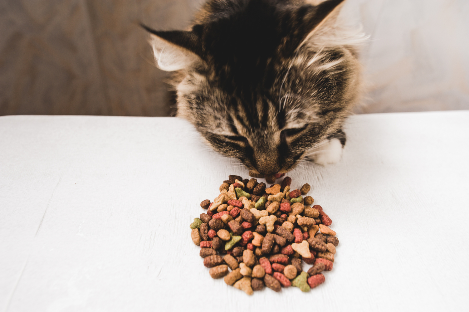 Food Allergies in Pets: Symptoms and Triggers