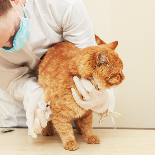 Recommended Foods for Cats with Diabetes Mellitus