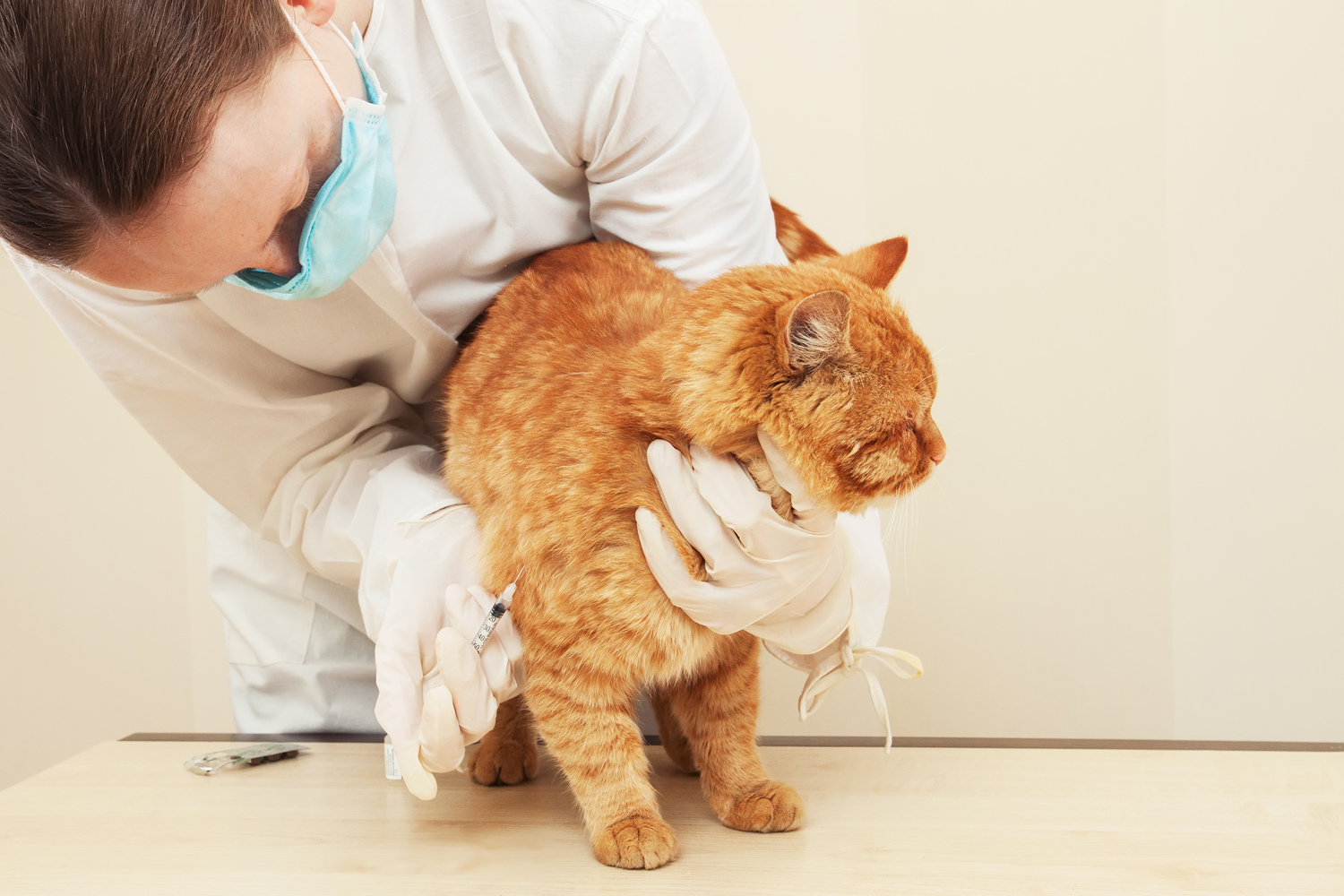 Recommended Foods for Cats with Diabetes Mellitus